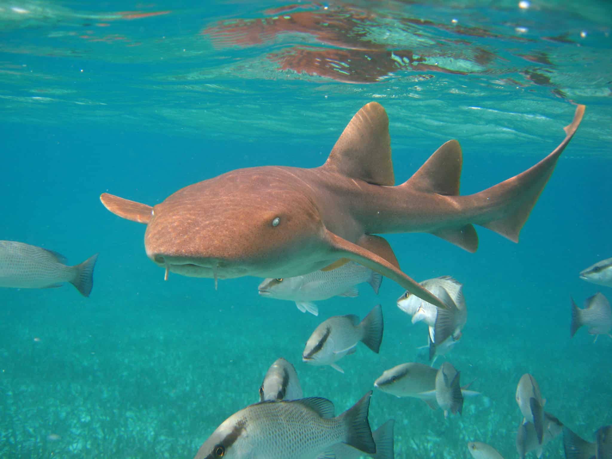 Nurse Shark 11 Dazzling Facts about a Predatory Layabout